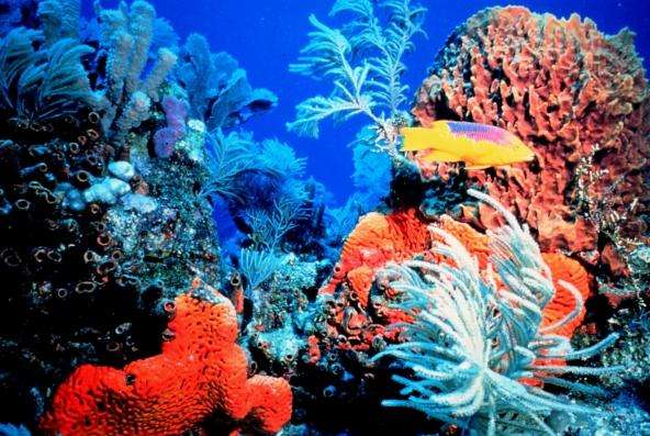 珊瑚海(太平洋西南部海域)