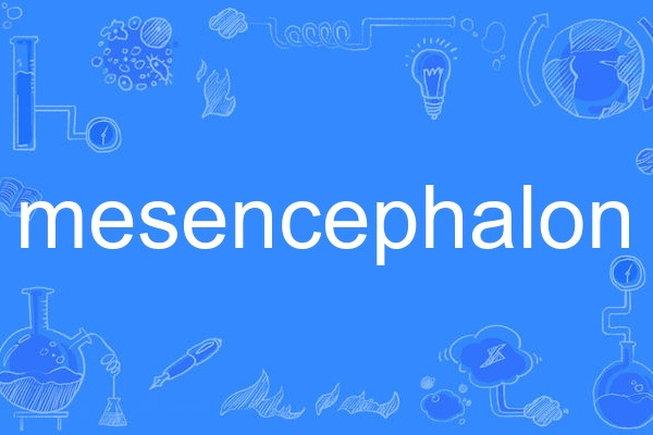 mesencephalon mesencephalon