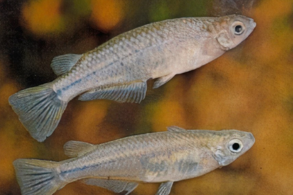 布氏鰕虎魚 布氏鰕虎魚