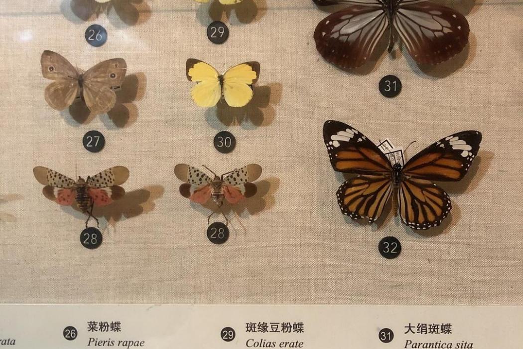 豆粉蝶族 豆粉蝶族