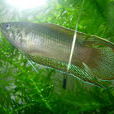 圓尾鬥魚