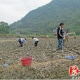 甘溪村(湖南省張家界市桑植縣陳家河鎮下轄行政村) 甘溪村(湖南省張家界市桑植縣陳家河鎮下轄行政村)