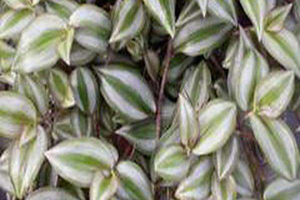 Tradescantia zebrina Tradescantia zebrina