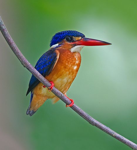 藍耳翠鳥緬泰亞種