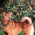 芬蘭獵犬 芬蘭獵犬