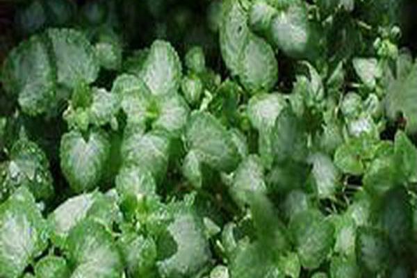 Lamium maculatum \x27White Nancy\x27 Lamium maculatum \x27White Nancy\x27
