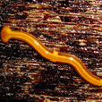 真渦蟲 真渦蟲