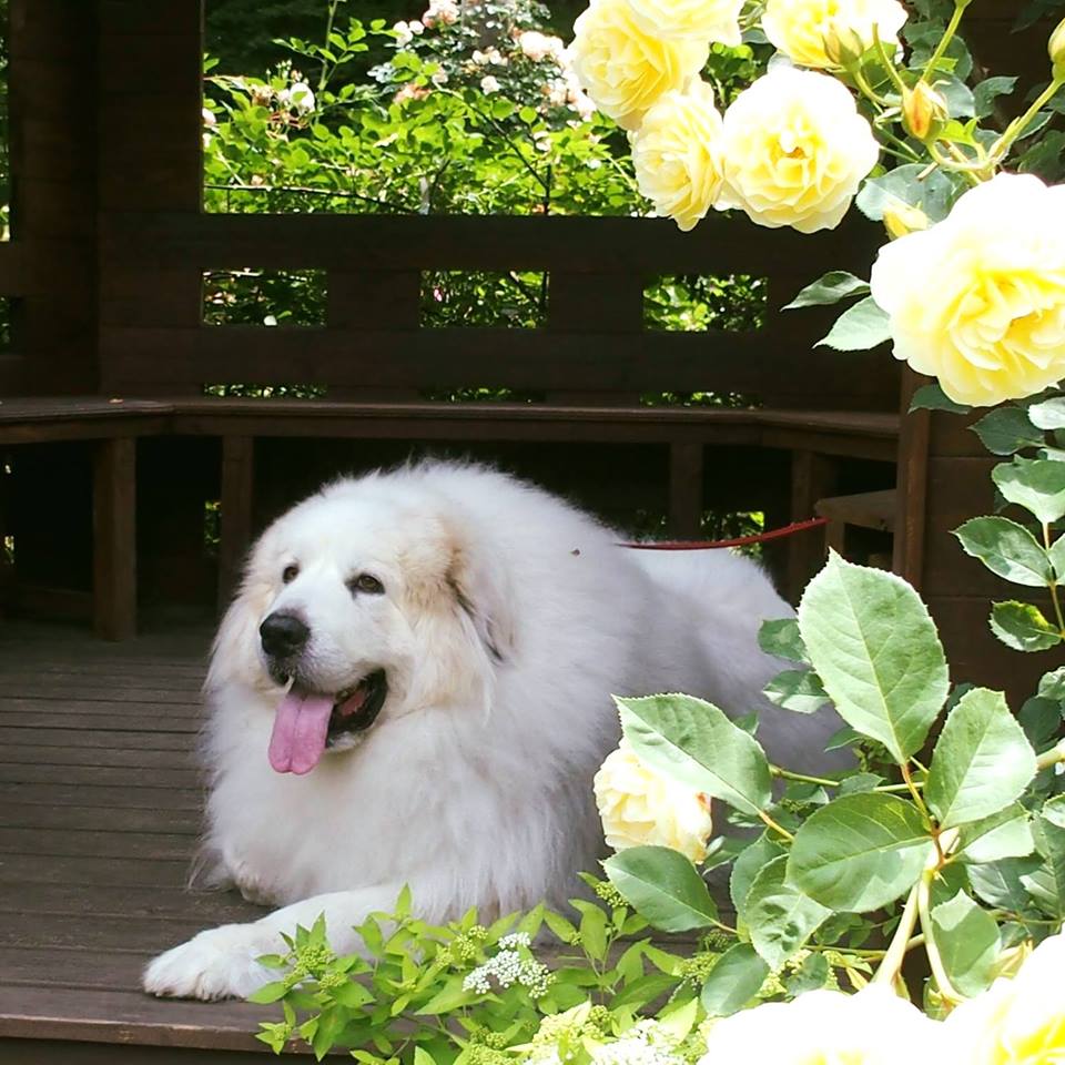 大白熊犬(大庇里牛斯犬)