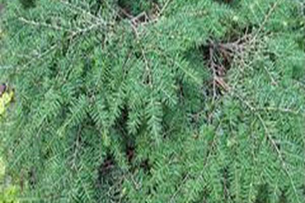 Tsuga canadensis \x27Gracilis\x27 Tsuga canadensis \x27Gracilis\x27