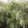 白花藤蘿