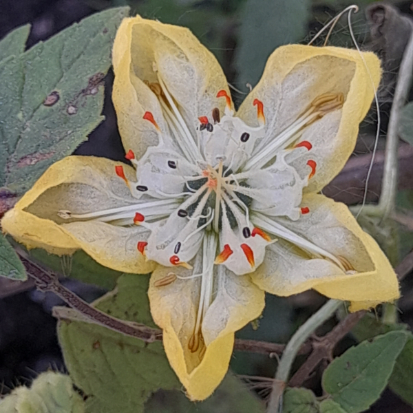 Caiophora aconquijae