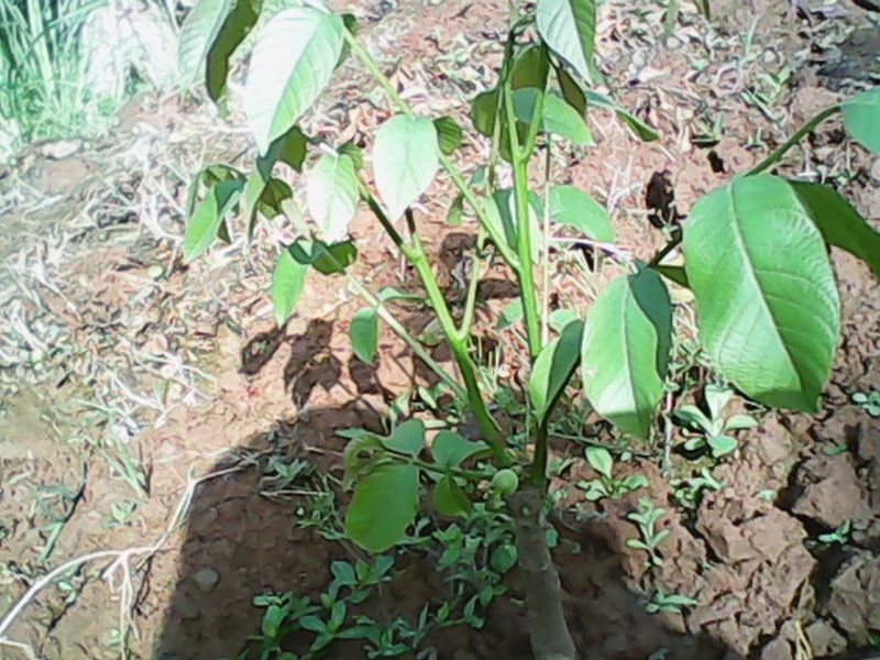 冠核一號 冠核一號