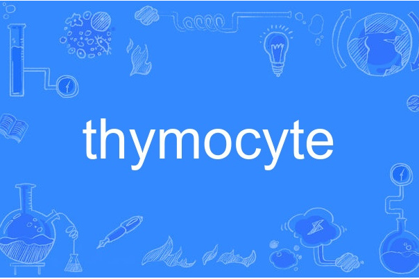 thymocyte thymocyte