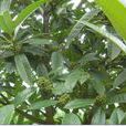 過山風(冬青科冬青屬植物) 過山風(冬青科冬青屬植物)