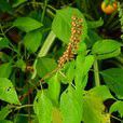 丁香羅勒(植物)