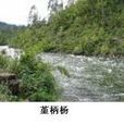 堇柄楊 堇柄楊