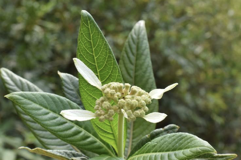 繡球茜(繡球茜草) 繡球茜(繡球茜草)