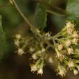 藤菊(滇南千里光(植物)) 藤菊(滇南千里光(植物))
