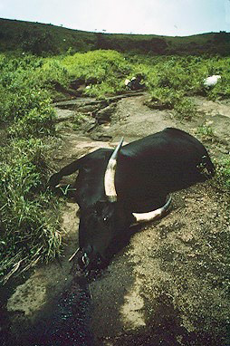 尼歐斯湖湖畔的死牛