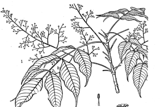刺果毒漆藤 刺果毒漆藤