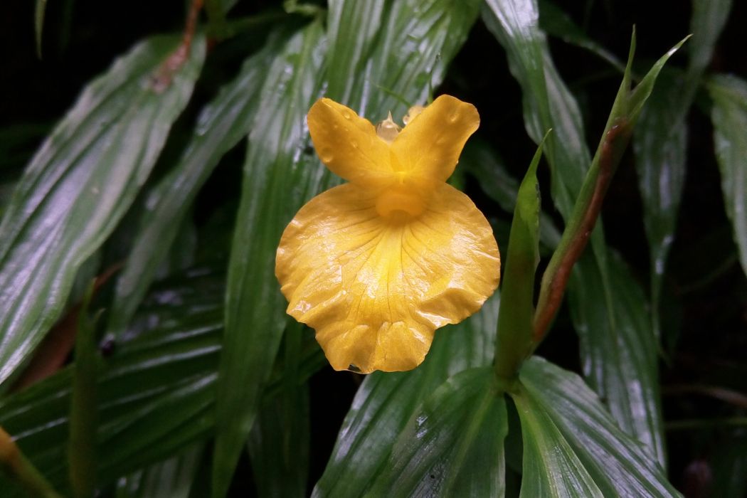 喙花姜屬 喙花姜屬