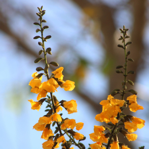 Pterocarpus acapulcensis