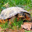 森林石龜