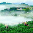 雲頂茶園 雲頂茶園