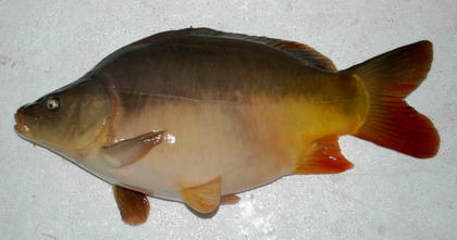 松浦鏡鯉