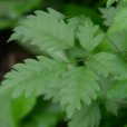 網脈陵齒蕨 網脈陵齒蕨