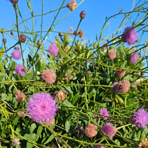 Cheirolophus crassifolius