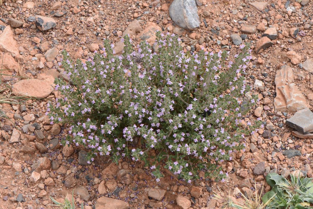 Thymus maroccanus Thymus maroccanus