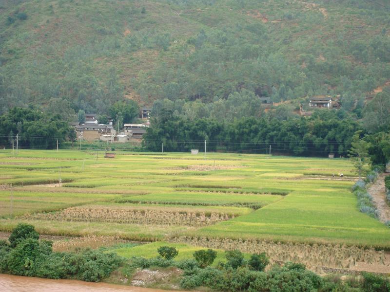 金剛一村 金剛一村