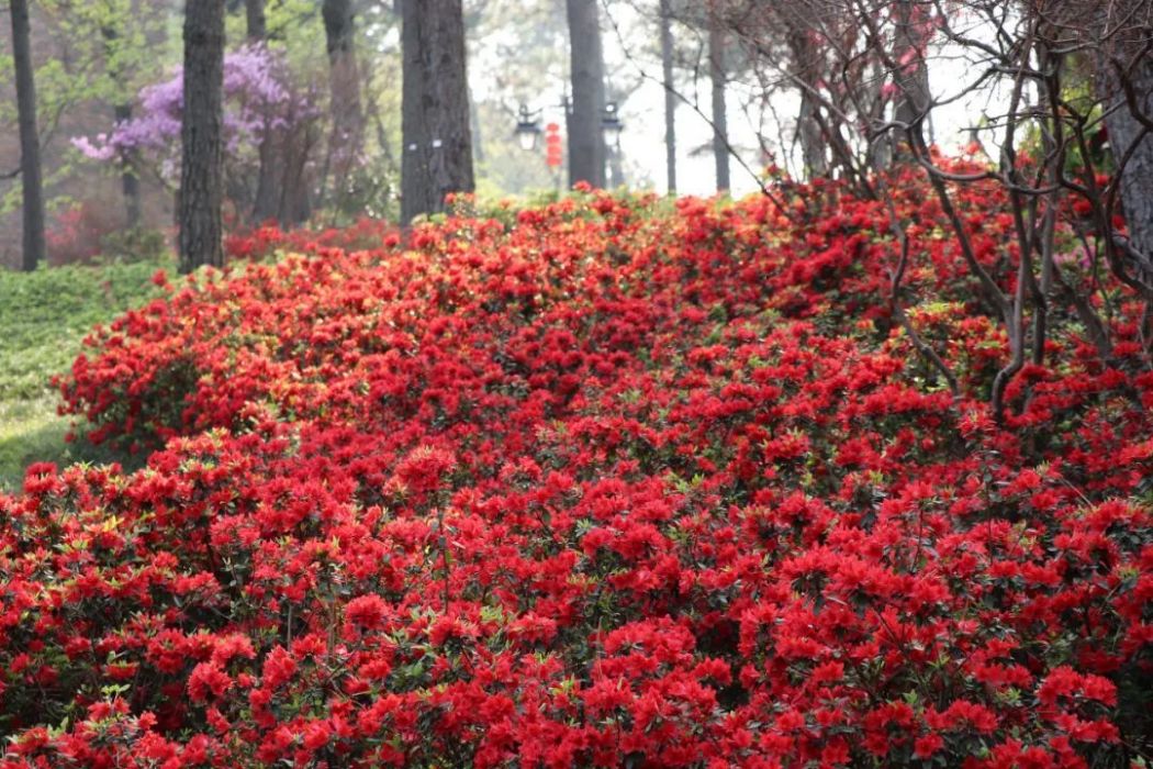 紅寶石杜鵑 紅寶石杜鵑