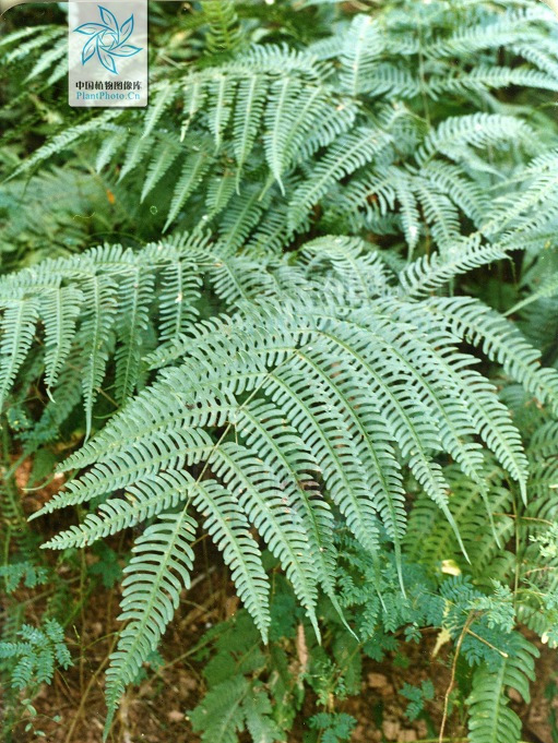 掌羽鳳尾蕨(植物)