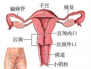 女性生殖系統結構圖