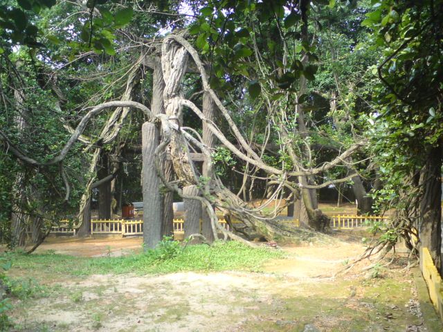 盤龍古藤 盤龍古藤