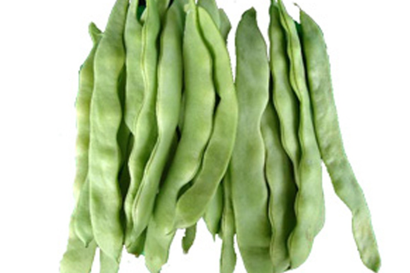 秋紫豆 秋紫豆