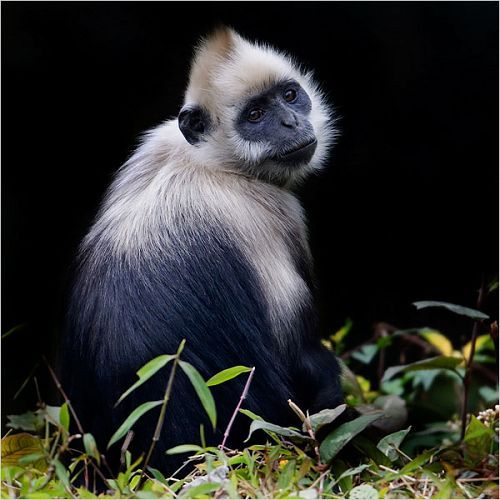 岜盆鄉白頭葉猴自然保護區