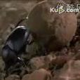 推糞金龜 推糞金龜