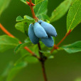 藍靛果(黑瞎子果)