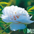 冷光藍(芍藥屬牡丹栽培品種) 冷光藍(芍藥屬牡丹栽培品種)