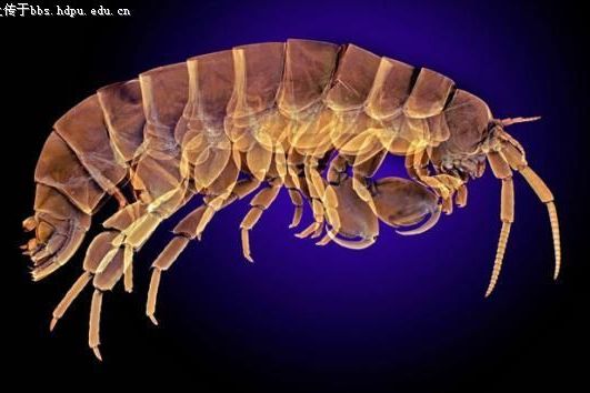 跳鉤蝦 跳鉤蝦