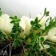 吐魯番錦雞兒 吐魯番錦雞兒