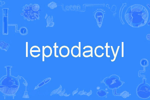 leptodactyl leptodactyl