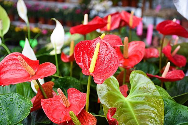 端陽花市 端陽花市