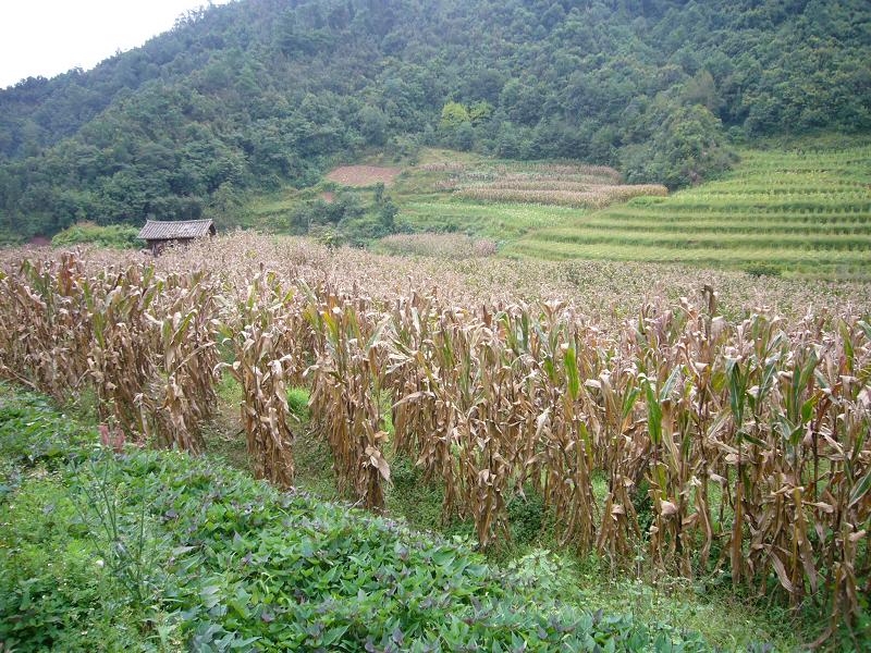 大莊科村-玉米種植