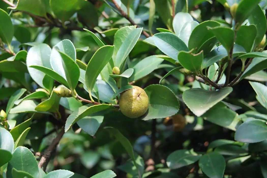 油茶贛6 油茶贛6
