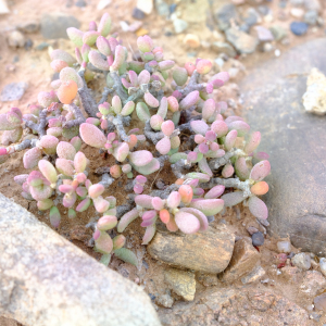 Portulacaria pygmaea