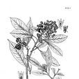 昆明海桐 昆明海桐